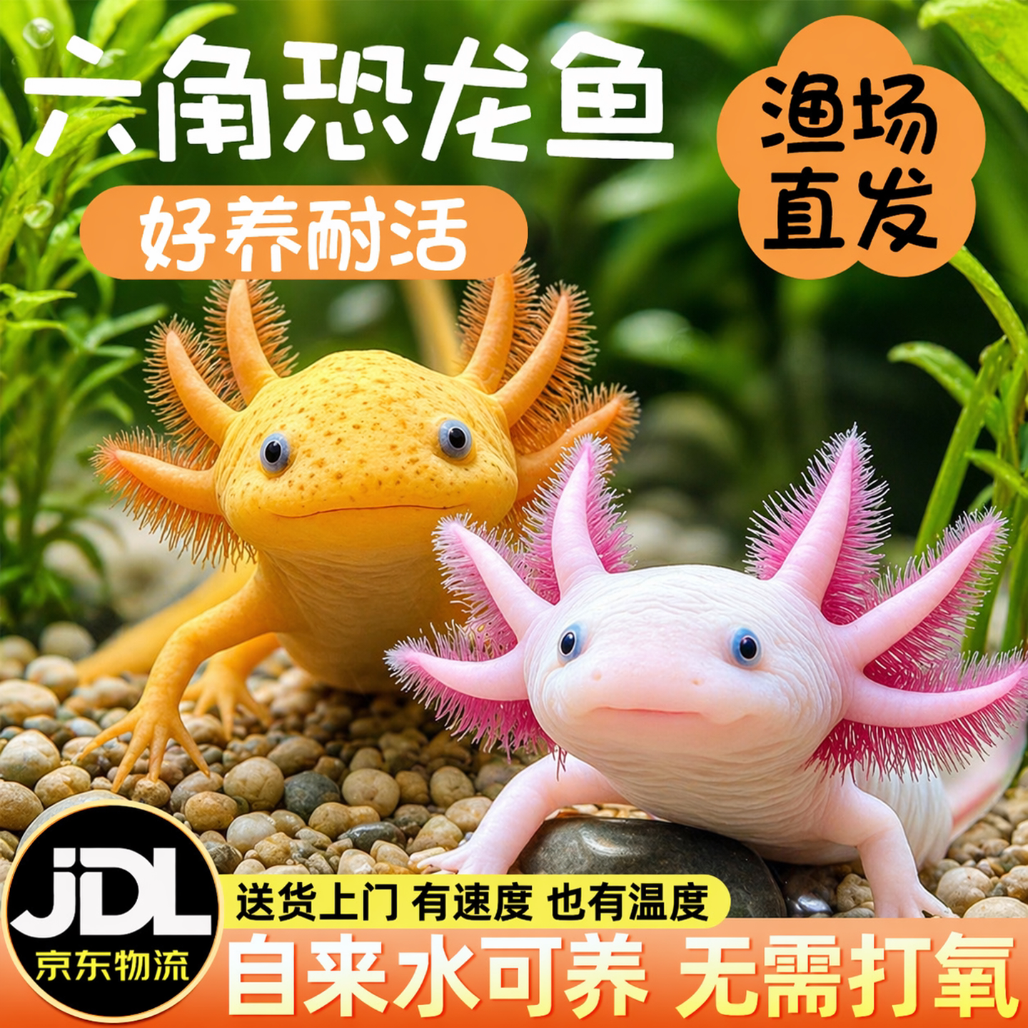 六角恐龙鱼蝾螈宠物活鱼冷水鱼美西螈淡水好养耐活金鱼锦鲤观赏鱼