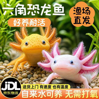 六角恐龙鱼蝾螈宠物活鱼冷水鱼美西螈淡水好养耐活金鱼锦鲤观赏鱼
