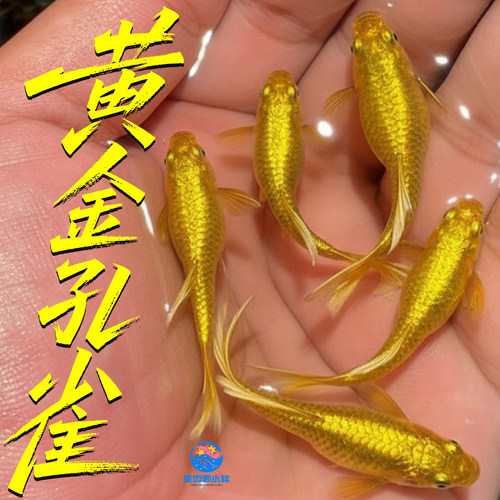 满鳞黄金孔雀鱼黄金丝带孔雀鱼热带鱼苗观赏鱼
