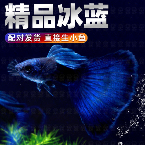 精品冰蓝孔雀鱼活鱼纯种大尾巴孕母临产凤尾鱼小型热带观赏鱼鱼苗