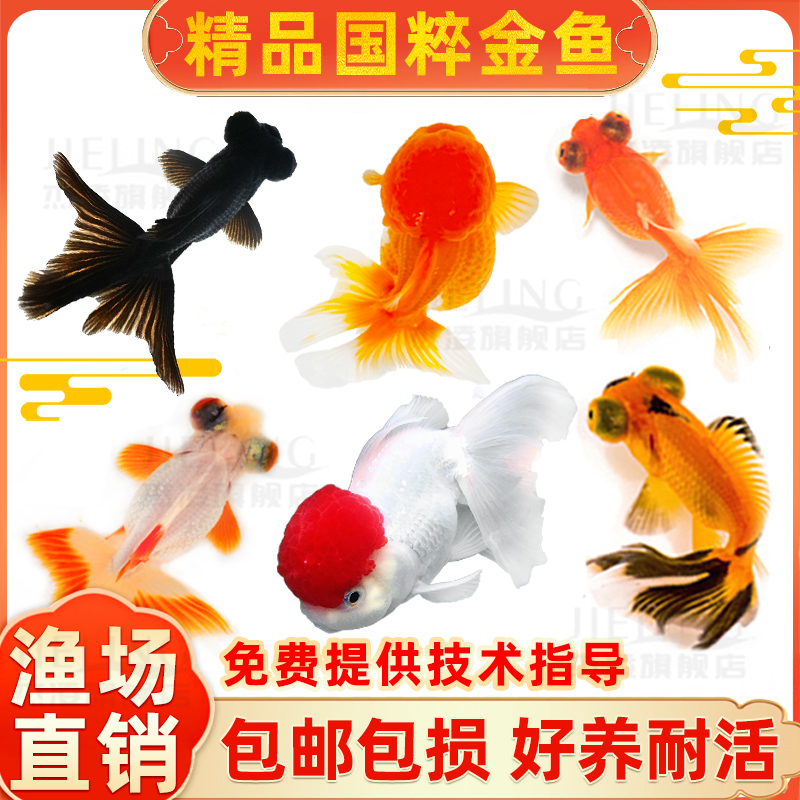 金鱼活鱼冷水观赏鱼狮子头金鱼锦鲤鱼金鱼苗活体淡水小型鱼招财鱼