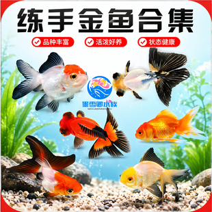 金鱼活鱼锦鲤观赏鱼自来水可养耐活冷水鱼狮子头淡水练手小鱼