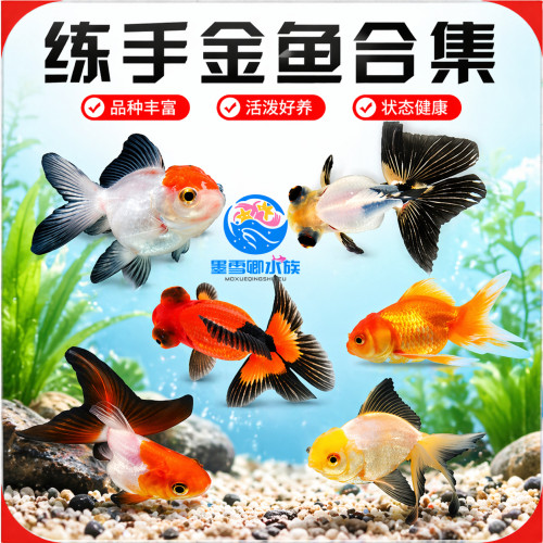 金鱼活鱼锦鲤观赏鱼自来水可养耐活冷水鱼狮子头淡水练手小鱼