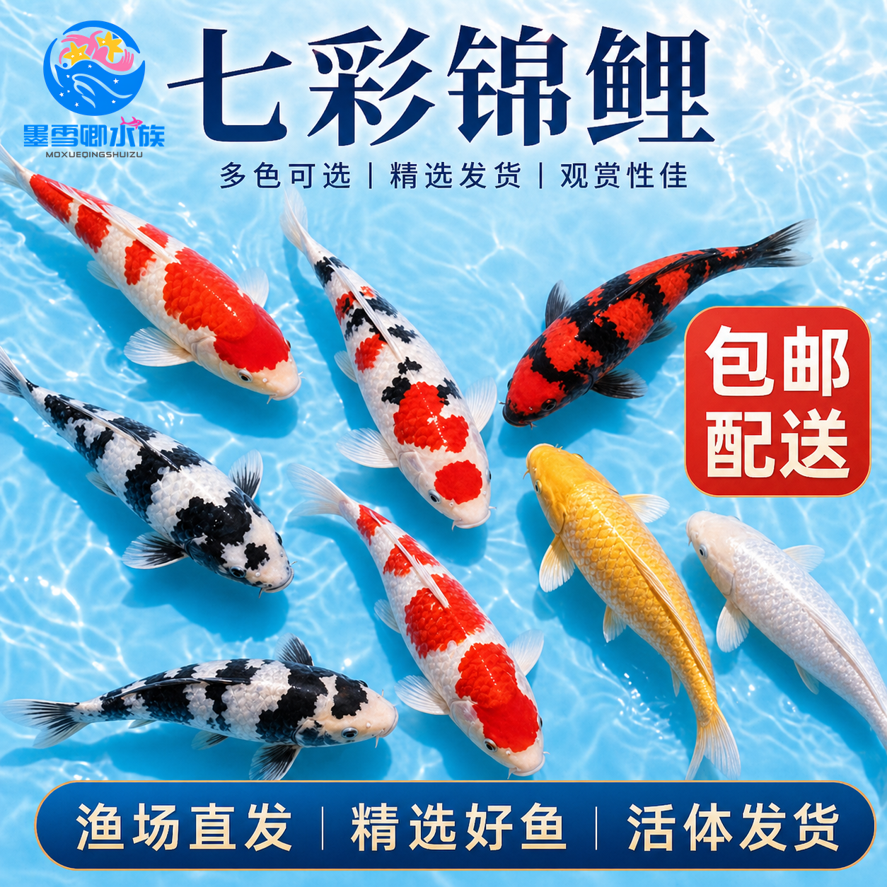 顺丰锦鲤鱼活体观赏鱼活鱼大型易养冷水淡水鱼锦鲤小鱼苗易活金鱼