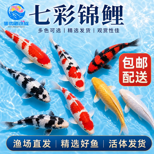 顺丰锦鲤鱼活体观赏鱼活鱼大型易养冷水淡水鱼锦鲤草金鱼易活金鱼