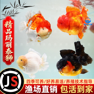 精品玛丽泰狮国狮金鱼活鱼百褶泰狮好养娃娃脸淡水冷水鱼苗观赏鱼