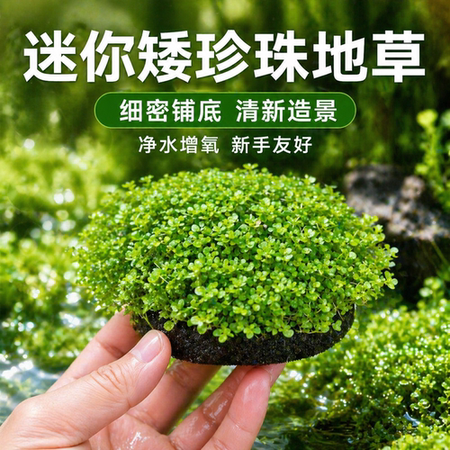 爬地矮珍珠水草日本趴地矮珍珠水草植物生态鱼缸造景专用净化水质