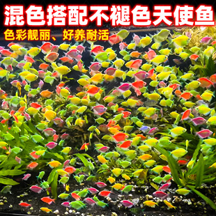 天使鱼热带观赏鱼小型鱼苗淡水鱼小鱼斑马鱼孔雀鱼耐活好养宠物鱼
