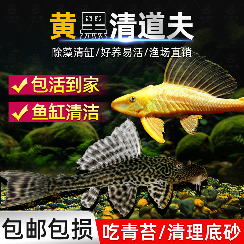 清道夫鱼缸清洁工具鱼小型冷水淡水鱼除藻清理粪便热带鱼苗观赏鱼