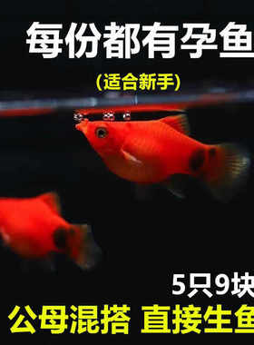 米奇胎生鱼直接生小鱼新手红色小鱼皮球鱼玛丽球孔雀好养生崽狂魔