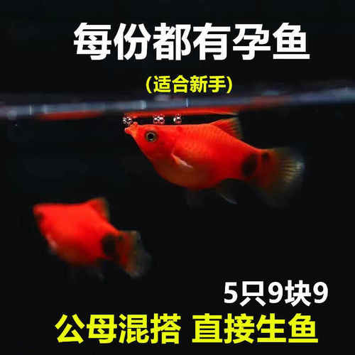 米奇胎生鱼直接生小鱼新手红色小鱼皮球鱼玛丽球孔雀好养生崽狂魔