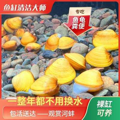 溪蚬黄金小河蚌活体淡水冷原生宠