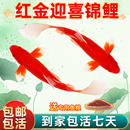 顺丰纯种红锦鲤活鱼观赏鱼鸿运当头火鲤活体冷水鱼好养耐活草金鱼