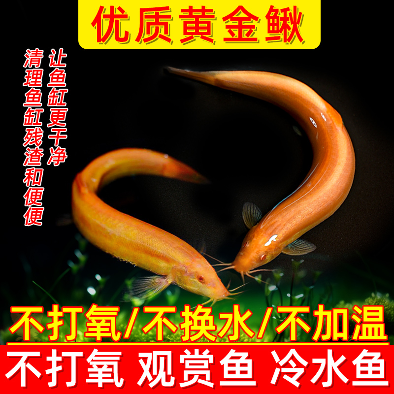 黄金鳅冷水清道夫金龙清洁工具鱼无需打氧好养耐活观赏鱼泥鳅