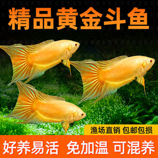 中国斗鱼玄黄白化黄金斗鱼冷水原生观赏鱼免打氧活鱼淡水热带鱼