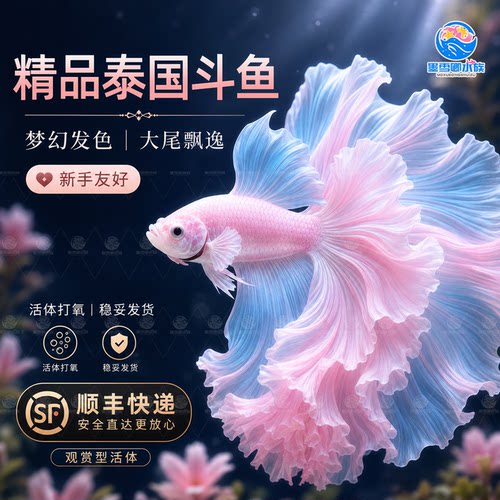 泰国斗鱼仙女款半月婚纱鱼懒人鱼热带小型淡水好养耐活鱼苗观赏鱼