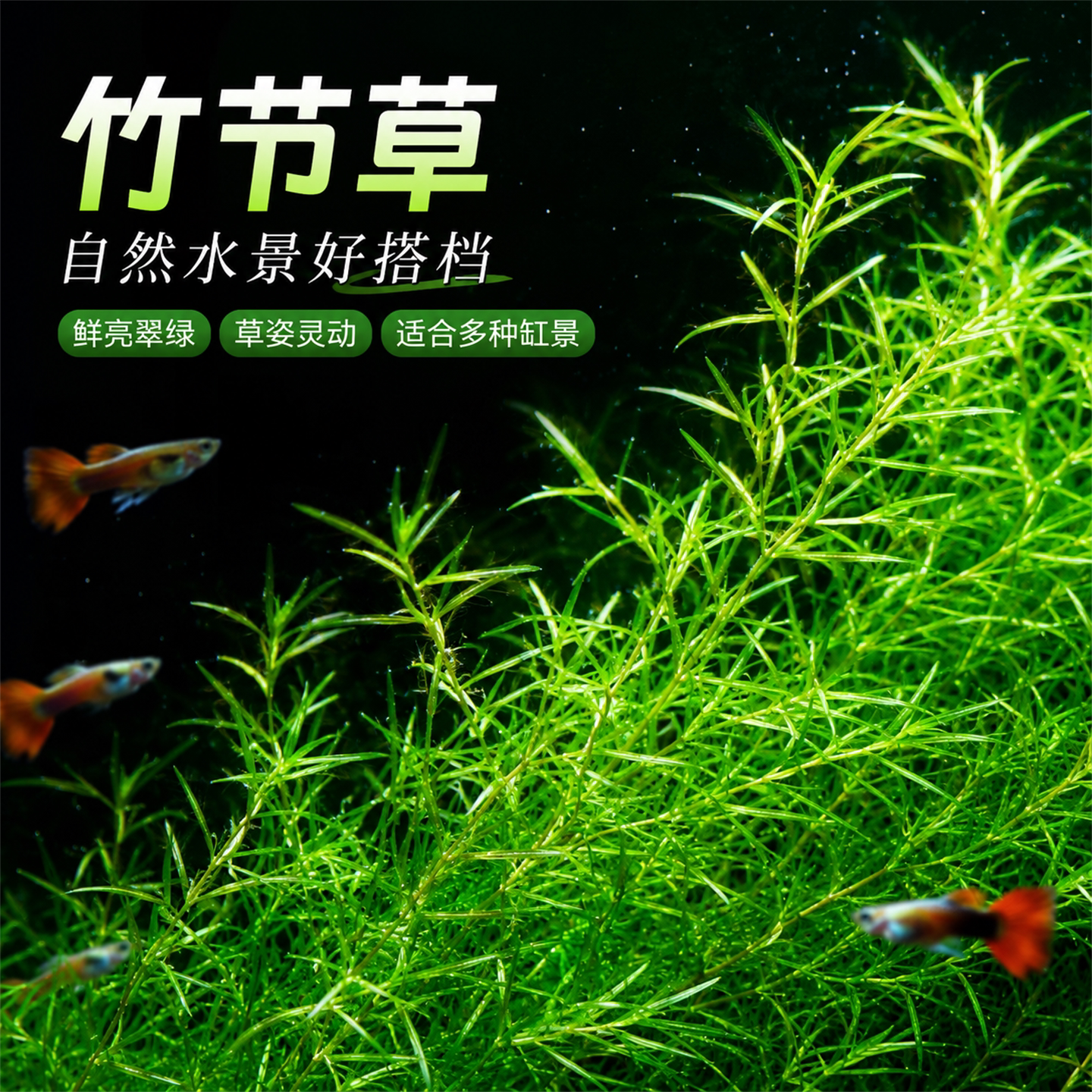 印度竹节草好养耐活水草植物孔雀鱼虾躲避中后景淡水增氧净化水质