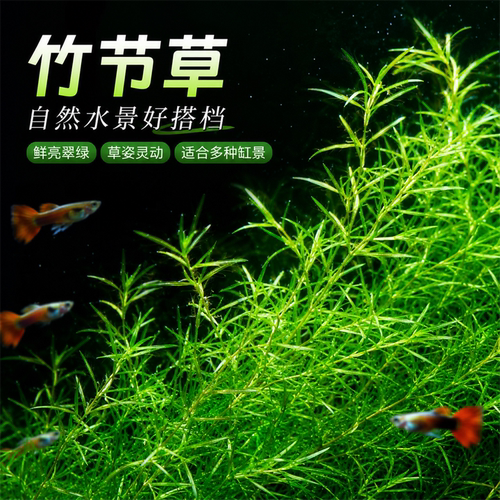印度竹节草好养耐活水草植物孔雀鱼虾躲避中后景淡水增氧净化水质