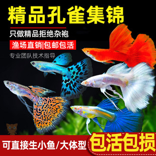 孔雀鱼活体鱼苗观赏鱼小鱼金鱼热带淡水好养耐活斑马鱼缸小型凤尾