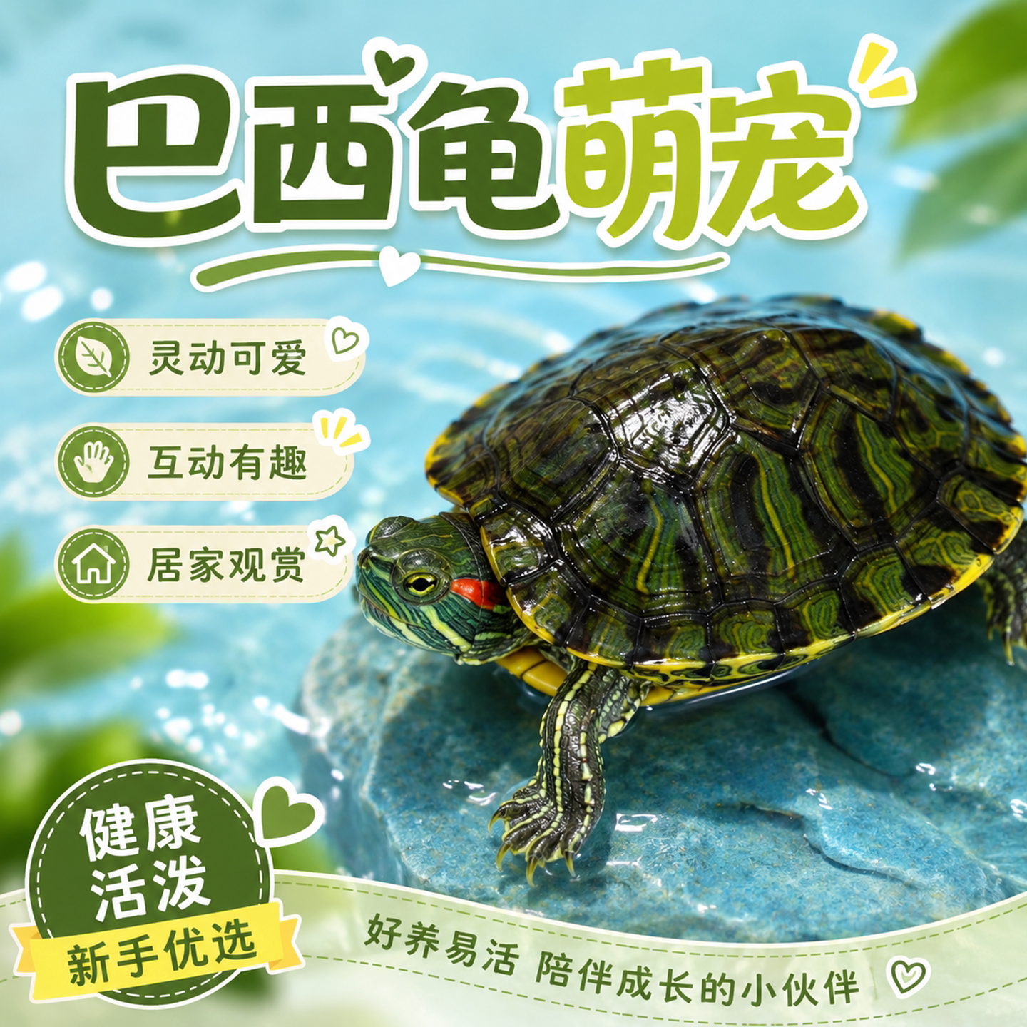 巴西龟情侣龟乌龟活物家养观赏宠物龟金钱龟黄金龟红耳小水龟乌龟