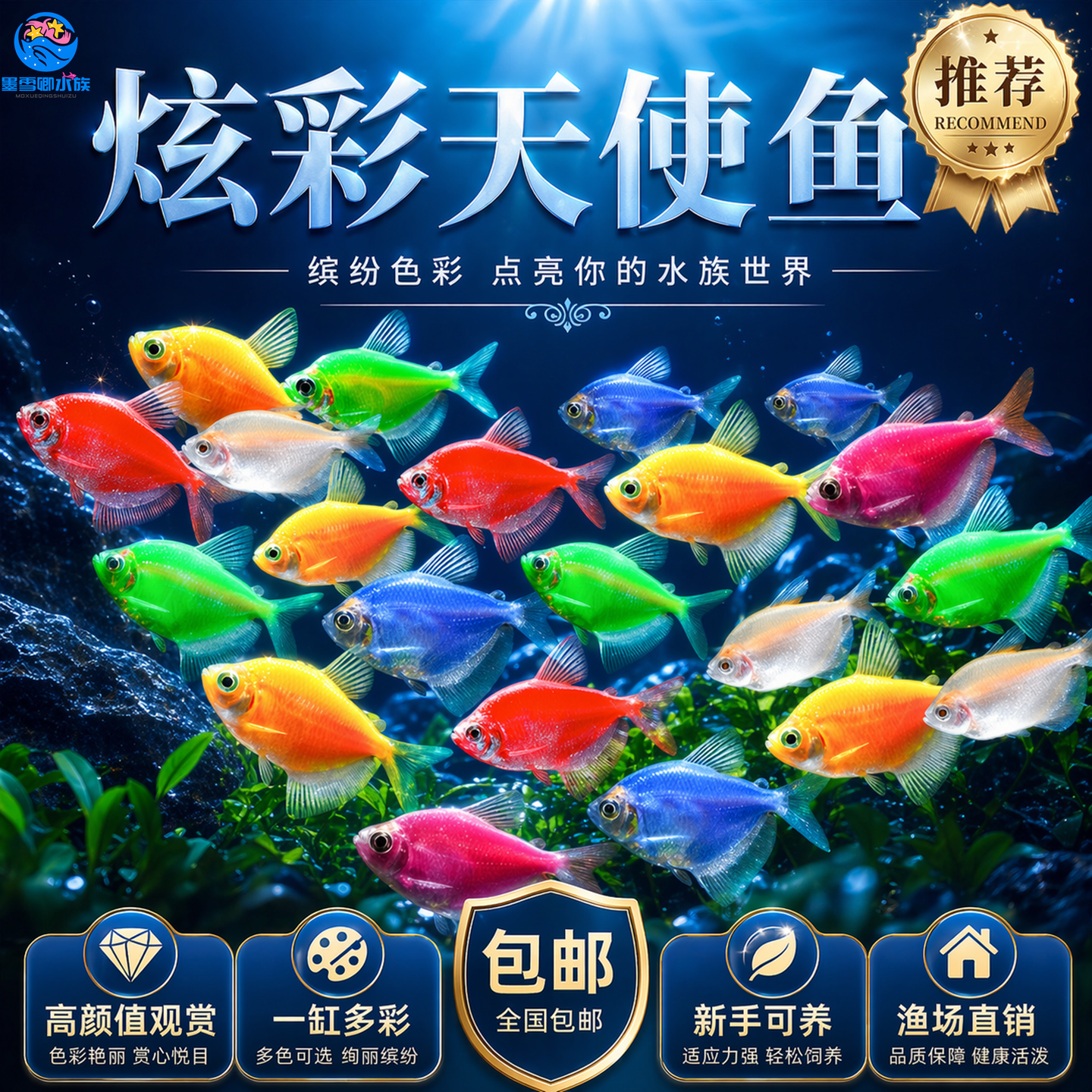 天使鱼观赏鱼大号淡水热带鱼小型鱼金鱼活鱼好养耐活七彩鱼神仙鱼