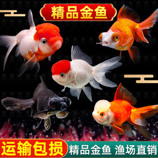 观赏鱼鸿运当头鹤顶红金鱼活体鱼苗冷水小鱼淡水好养国狮金鱼活鱼