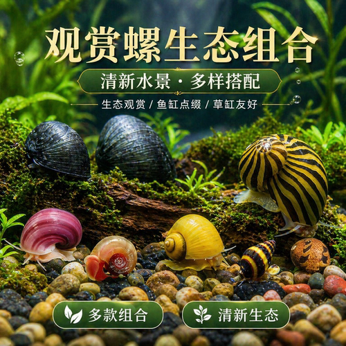 黄金螺鱼缸清洁鱼冷水淡水除藻工具螺粪便清理净化水质大型观赏螺