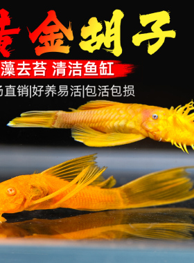 黄金胡子大帆小型活体清道夫清缸除藻清洁垃圾鱼缸工具鱼好养耐活