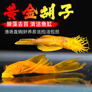 黄金胡子大帆小型活体清道夫清缸除藻清洁垃圾鱼缸工具鱼好养耐活