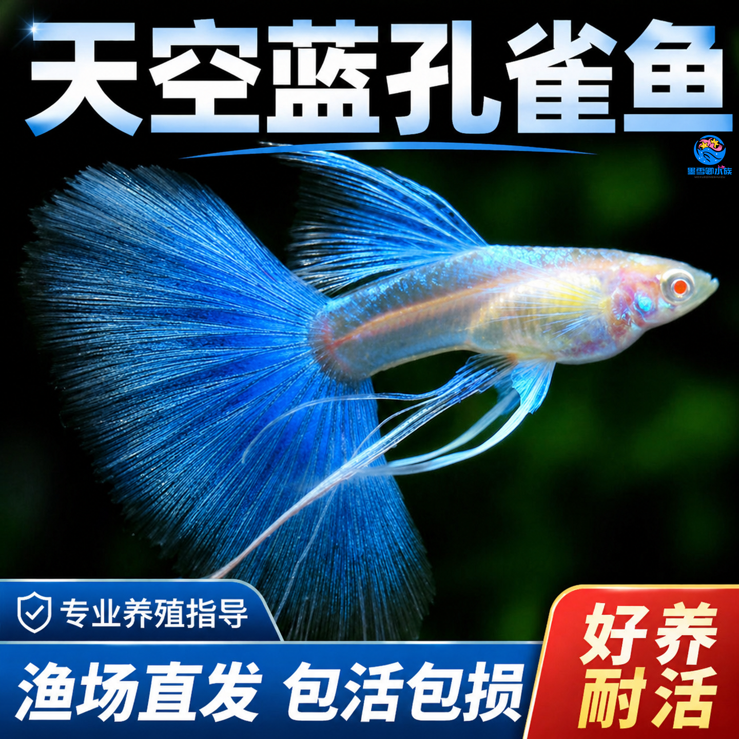 天空蓝孔雀鱼孕母小型热带鱼凤尾鱼精品纯种淡水好养耐活观赏鱼