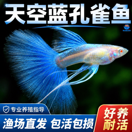 天空蓝孔雀鱼孕母小型热带鱼凤尾鱼精品纯种淡水好养耐活观赏鱼