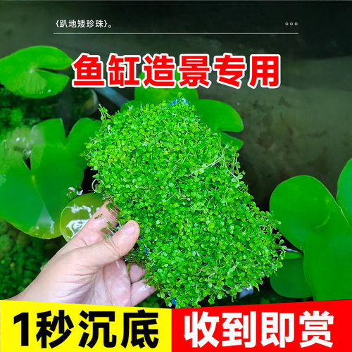 爬地矮珍珠水草日本趴地矮珍珠水草植物生态鱼缸造景专用净化水质