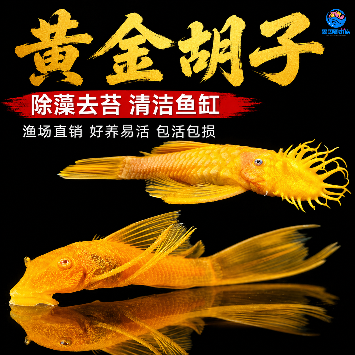 黄金胡子大帆小型活体清道夫清缸除藻清洁垃圾鱼缸工具鱼好养耐活 - 实物图