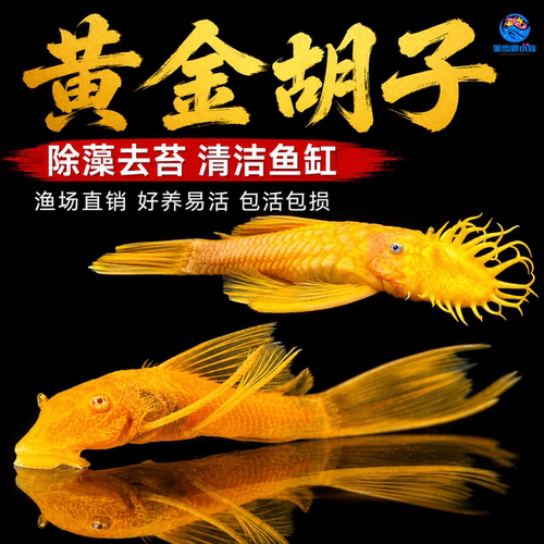 黄金胡子大帆小型活体清道夫清缸除藻清洁垃圾鱼缸工具鱼好养耐活