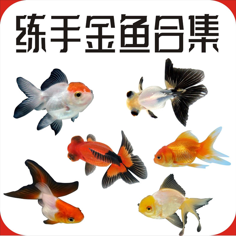 金鱼活鱼锦鲤观赏鱼自来水可养耐活冷水鱼狮子头淡水练手小鱼
