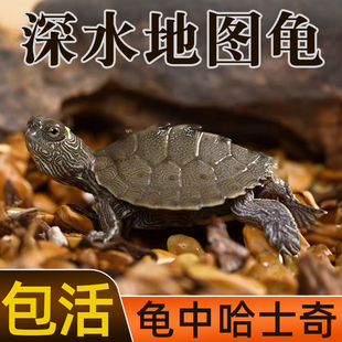 地图小乌龟活物家养宠物龟苗观赏龟火焰龟水龟黑瘤地图深水小乌龟