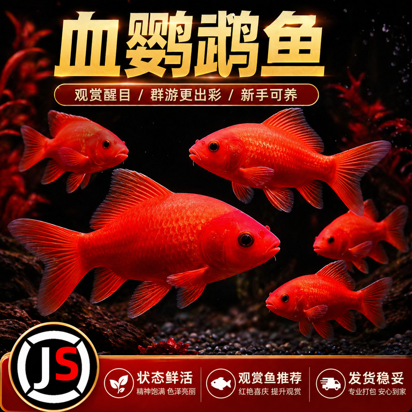 冷水鹦鹉不加温红鱼淡水好养易活冷水鱼苗观赏鱼活鱼金鱼耐活锦鲤