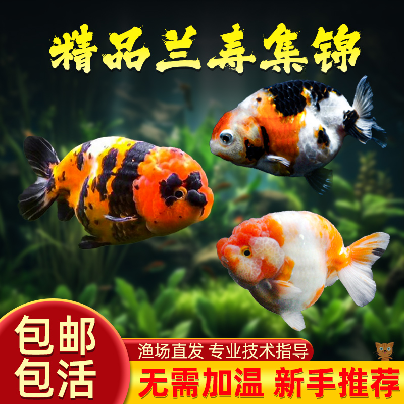 金鱼冷水鱼苗观赏鱼活鱼泰狮兰寿锦鲤草金鱼新手鱼好养耐活淡水鱼