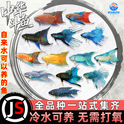 中国斗鱼鱼缸小型观赏鱼无纹蓝招财黄金斗鱼好养白兔国斗可群养