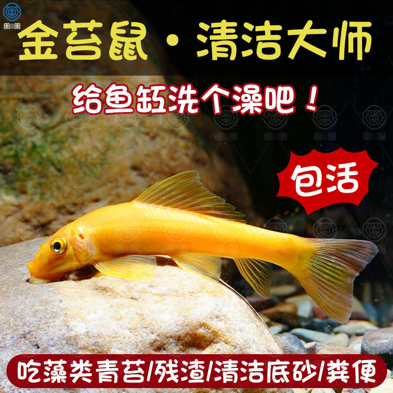 清道夫鱼金苔鼠鱼缸清洁鱼除藻工具鱼热带观赏鱼除藻黄金螺活体,宠物/宠物食品及用品,其它水族宠物,淘宝优惠券,粉丝福利购,淘宝优惠卷