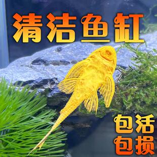 女王清道夫黄金色红眼豹纹大帆大型小型清理鱼缸鱼池鱼粪便观赏鱼