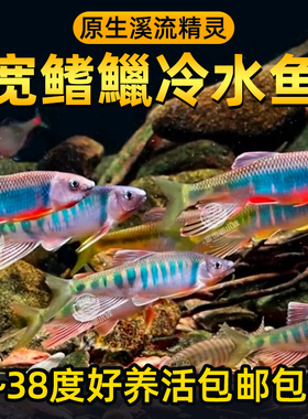 六安宽鳍鱲长鳍鱲马口原生溪流鱼好养耐活冷水观赏鱼桃花鱼淡水鱼