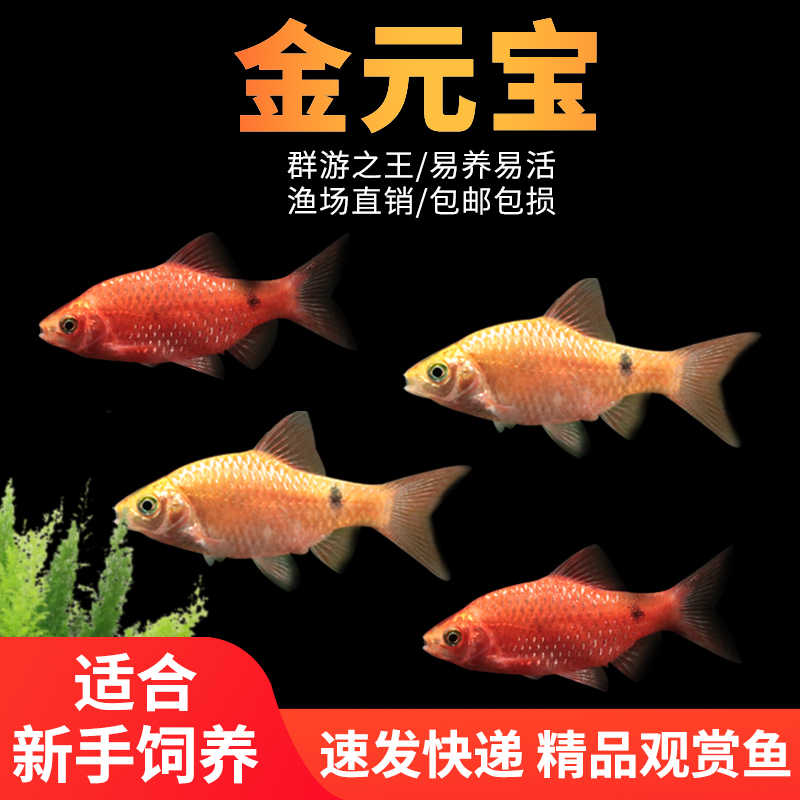金元宝鱼玫瑰鲫鱼招财观赏鱼闯缸新手好养耐活低温小型草缸鱼苗