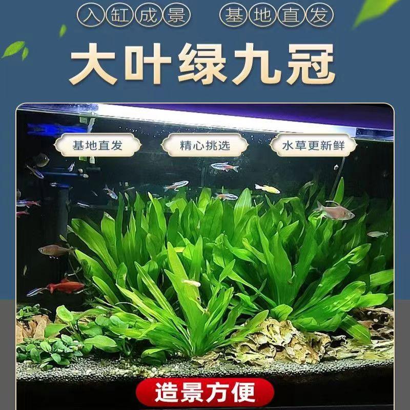 大叶绿九冠水草植物鱼缸造景专用生态缸增氧净化水质迷你九冠水草