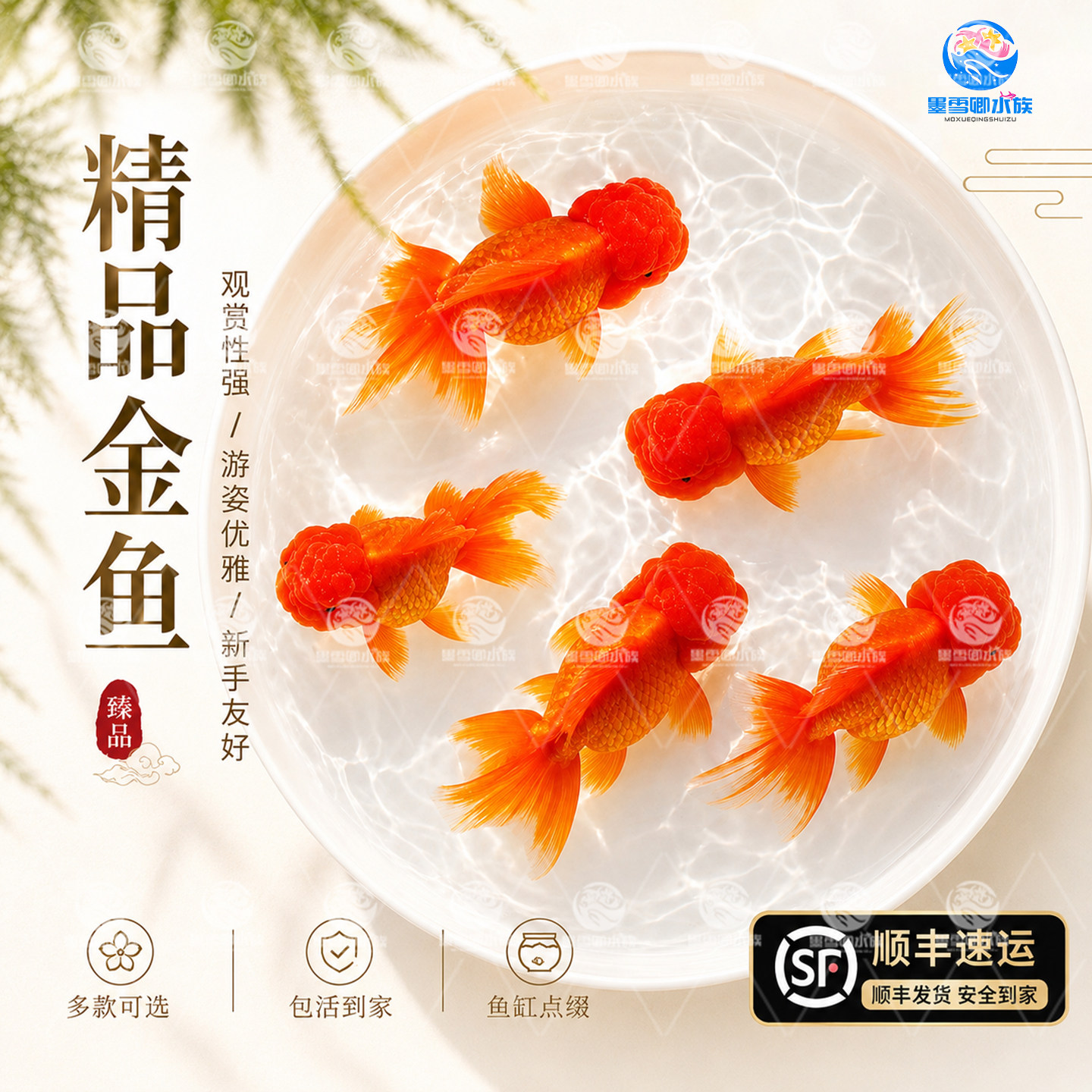 红狮子头活鱼冷水淡水观赏鱼狮子头百褶泰狮金鱼自来水好养耐活鱼