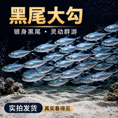 黑尾大勾群游鱼草缸小型活体热带观赏鱼淡水活鱼新手好饲养灯科鱼