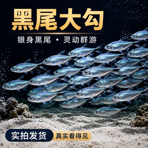 黑尾大勾群游鱼草缸小型活体热带观赏鱼淡水活鱼新手好饲养灯科鱼