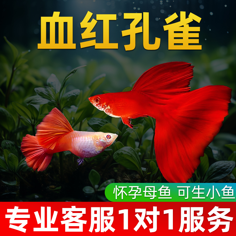 精品血红大背孔雀鱼活鱼热带鱼苗观赏鱼小型凤尾鱼大尾巴好养耐活