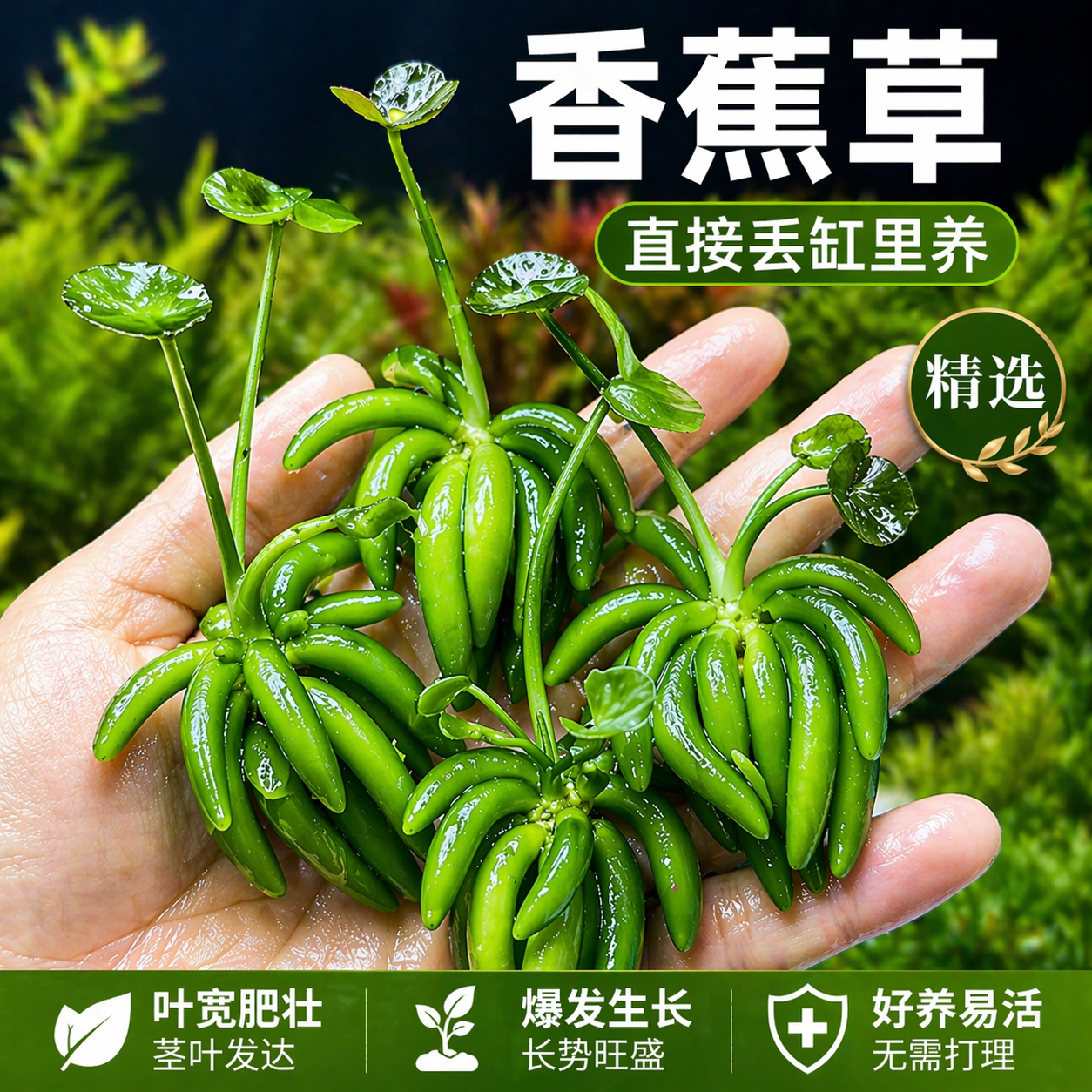 香蕉草水草鱼缸专用植物净化水质造景增氧免打理新手懒人养鱼绿植