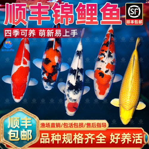 顺丰锦鲤活鱼冷水观赏鱼黄金纯种大正红白三色淡水好养耐活小金鱼
